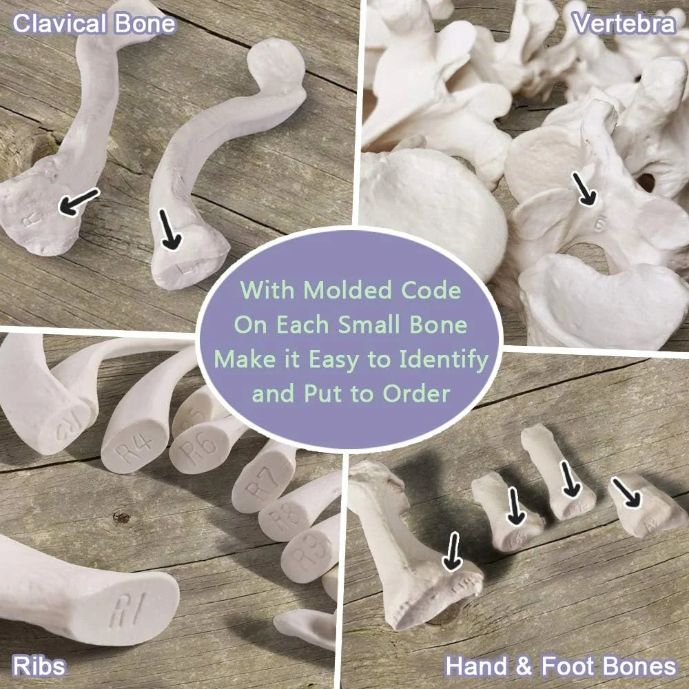 Natural bone color Plastic Evotech Disarticulated Human Skeleton Model For Anatomy 67 inch High, Full Size Skeleton Models with Skull, Spine, Bones, Articulated Hand & Foot, for Anatomy Medical Learning, Good Condition condition - View 9