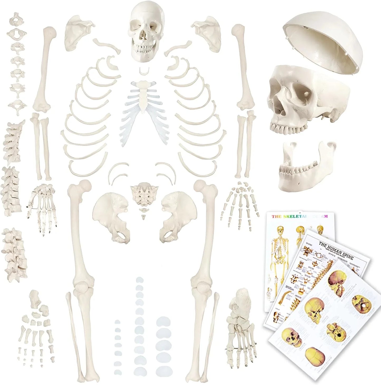Natural bone color Plastic Evotech Disarticulated Human Skeleton Model For Anatomy 67 inch High, Full Size Skeleton Models with Skull, Spine, Bones, Articulated Hand & Foot, for Anatomy Medical Learning, Good Condition condition - View 1