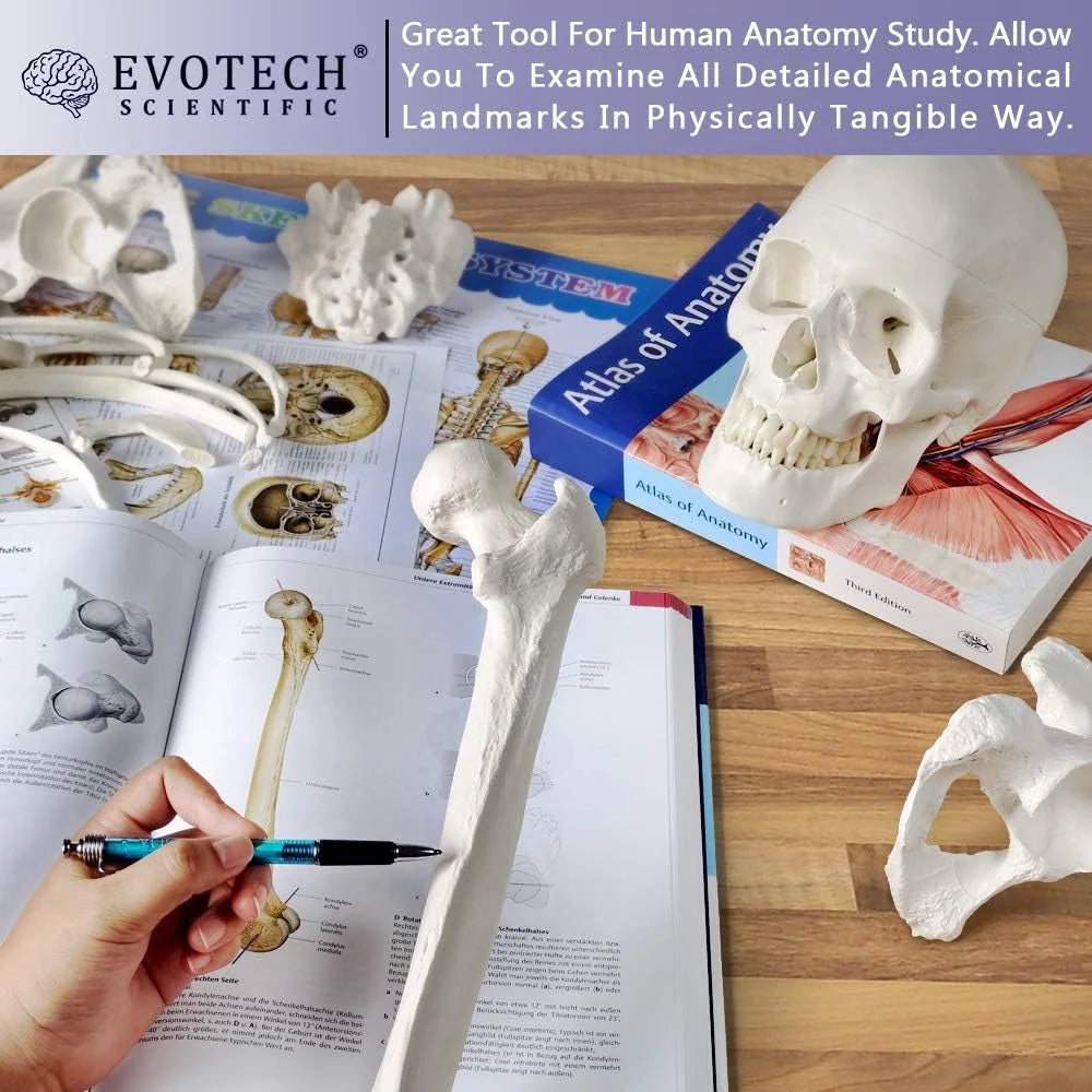 Natural bone color Plastic Evotech Disarticulated Human Skeleton Model For Anatomy 67 inch High, Full Size Skeleton Models with Skull, Spine, Bones, Articulated Hand & Foot, for Anatomy Medical Learning, Good Condition condition - View 2