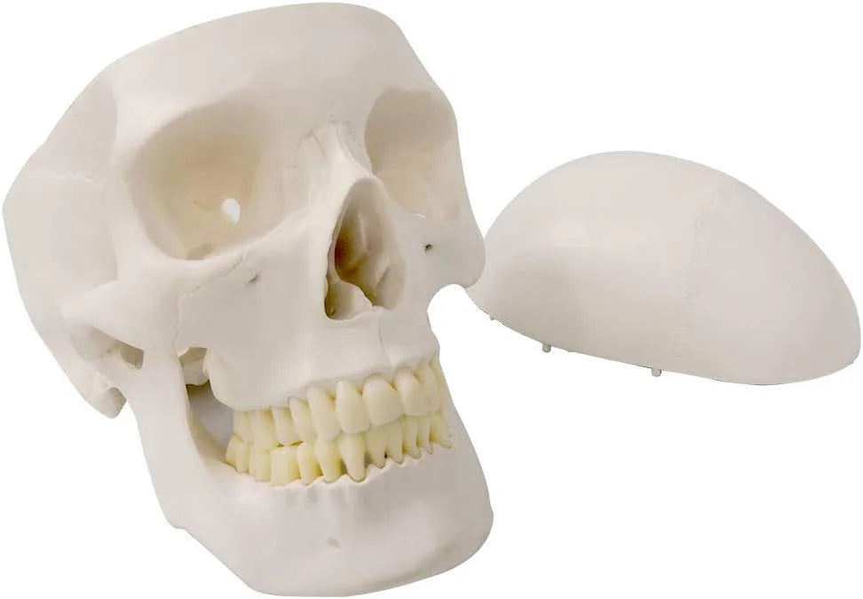 Natural bone color Plastic Evotech Disarticulated Human Skeleton Model For Anatomy 67 inch High, Full Size Skeleton Models with Skull, Spine, Bones, Articulated Hand & Foot, for Anatomy Medical Learning, Good Condition condition - View 3