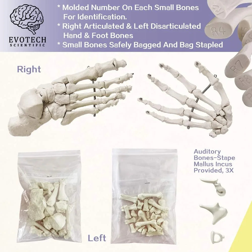 Natural bone color Plastic Evotech Disarticulated Human Skeleton Model For Anatomy 67 inch High, Full Size Skeleton Models with Skull, Spine, Bones, Articulated Hand & Foot, for Anatomy Medical Learning, Good Condition condition - View 4