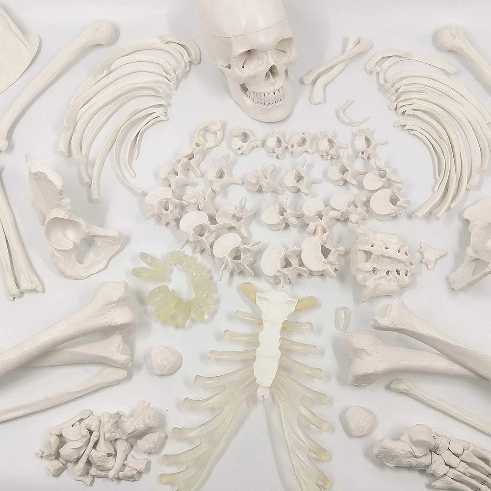 Natural bone color Plastic Evotech Disarticulated Human Skeleton Model For Anatomy 67 inch High, Full Size Skeleton Models with Skull, Spine, Bones, Articulated Hand & Foot, for Anatomy Medical Learning, Good Condition condition - View 5