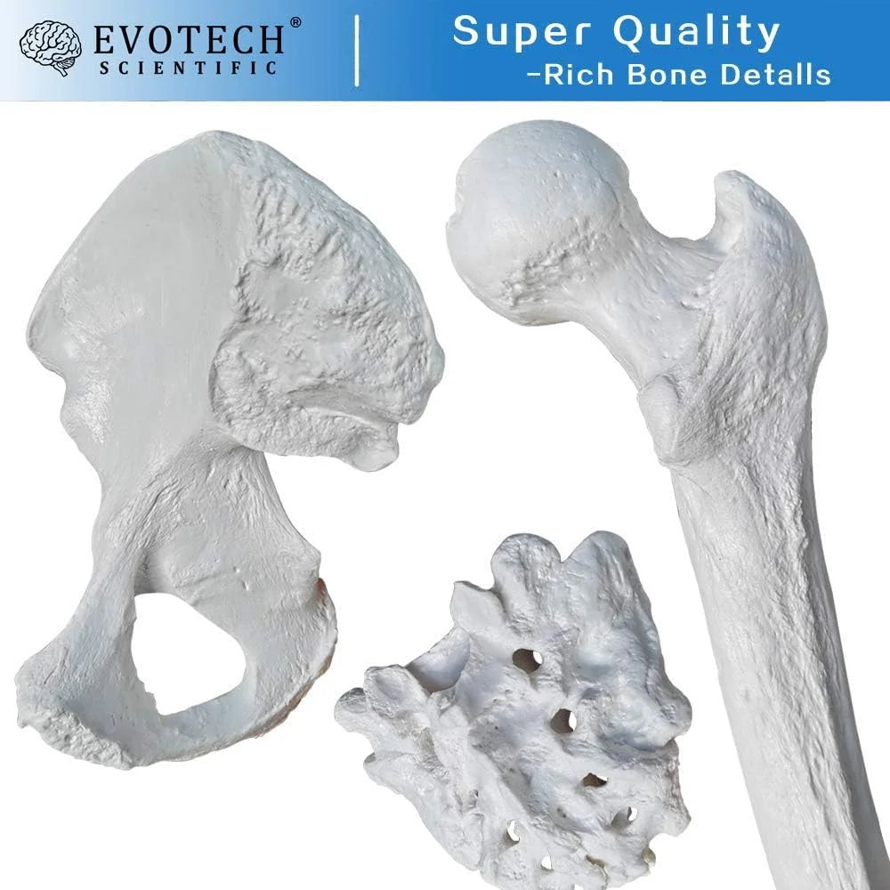 Natural bone color Plastic Evotech Disarticulated Human Skeleton Model For Anatomy 67 inch High, Full Size Skeleton Models with Skull, Spine, Bones, Articulated Hand & Foot, for Anatomy Medical Learning, Good Condition condition - View 6