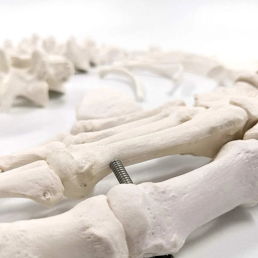Natural bone color Plastic Evotech Disarticulated Human Skeleton Model For Anatomy 67 inch High, Full Size Skeleton Models with Skull, Spine, Bones, Articulated Hand & Foot, for Anatomy Medical Learning, Good Condition condition - View 7