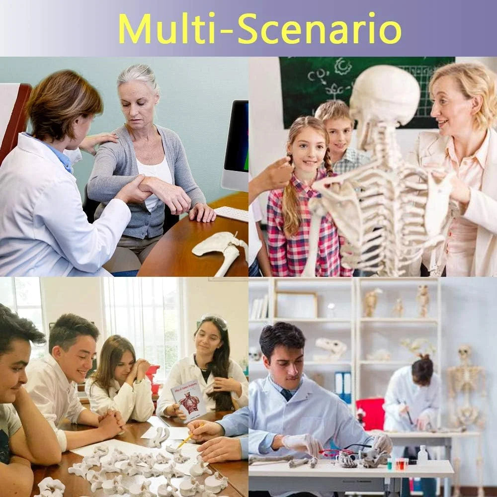 Natural bone color Plastic Evotech Disarticulated Human Skeleton Model For Anatomy 67 inch High, Full Size Skeleton Models with Skull, Spine, Bones, Articulated Hand & Foot, for Anatomy Medical Learning, Good Condition condition - View 8