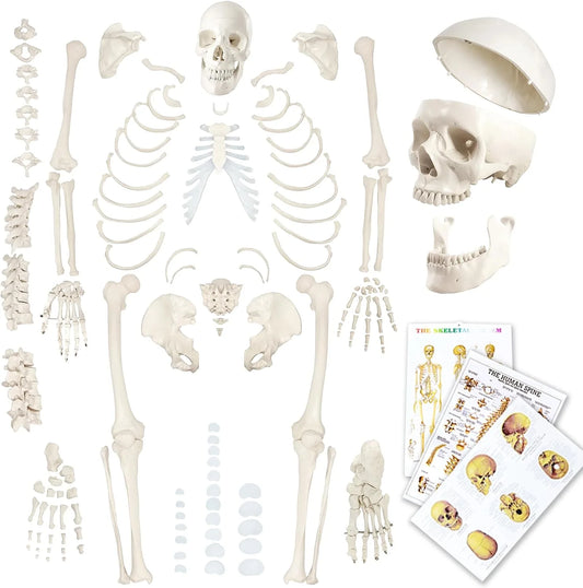 Evotech Disarticulated Human Skeleton Model - View 1
